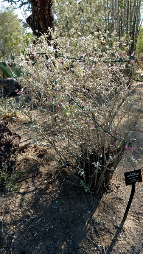 Buddleia marrubifolia plantplacesimage20161106_111803.jpg