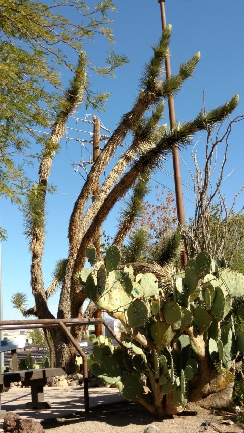 Yucca brevifolia plantplacesimage20161106_112017.jpg