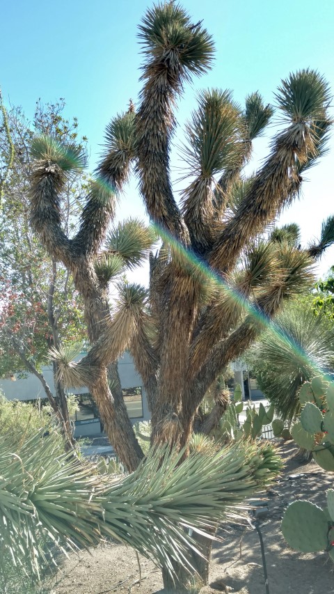 Yucca brevifolia plantplacesimage20161106_112059.jpg
