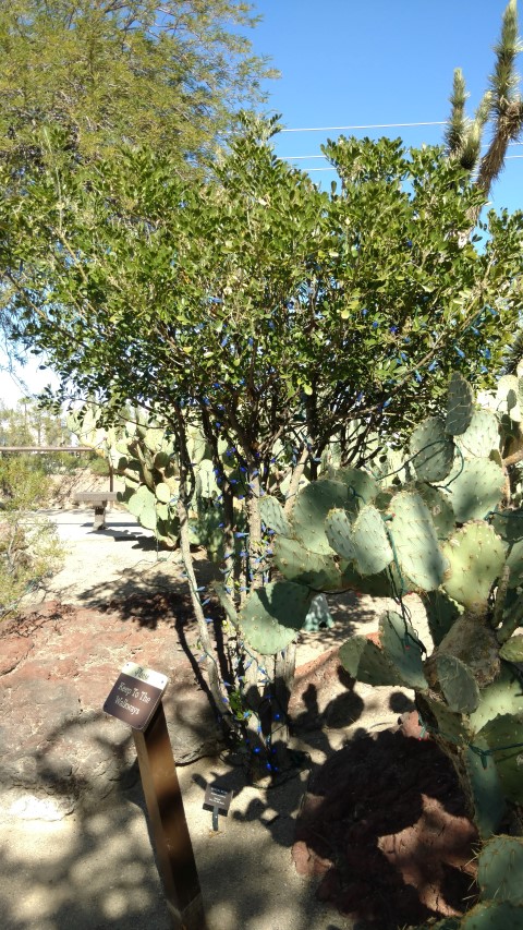 Sophora secundifolia plantplacesimage20161106_112156.jpg