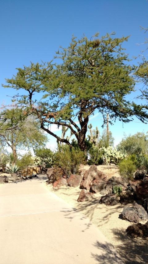 Acacia schaffneri plantplacesimage20161106_112429.jpg