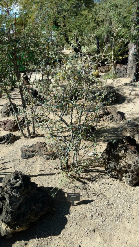 Cordia parviflora plantplacesimage20161106_112555.jpg