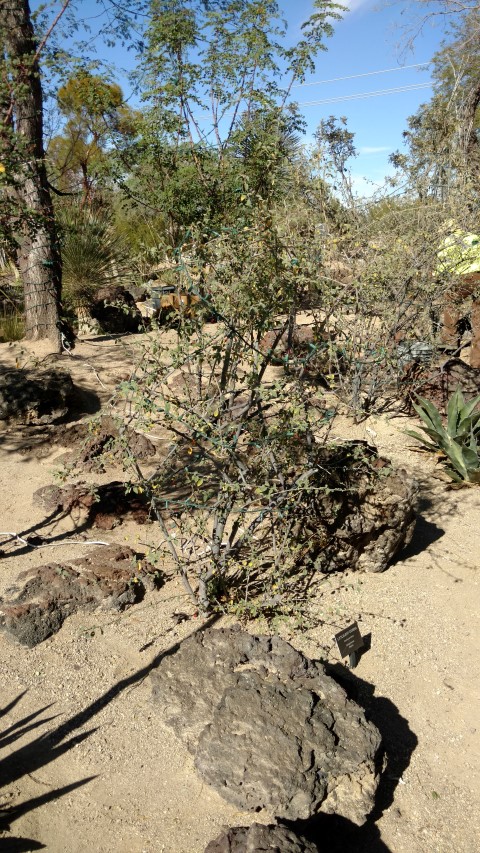 Cordia parviflora plantplacesimage20161106_112614.jpg