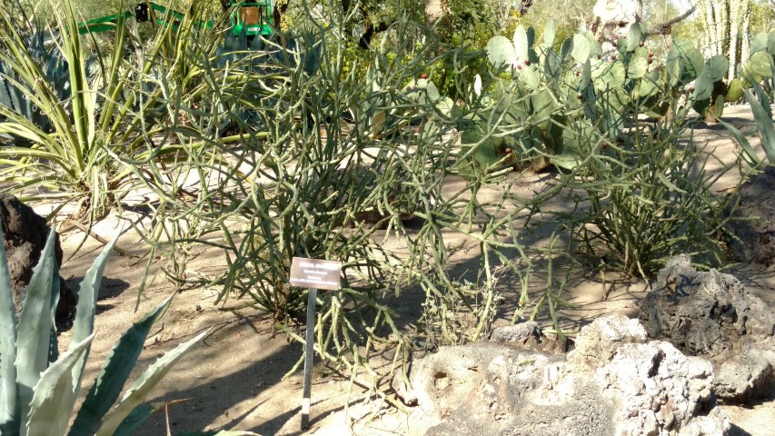 Opuntia arbuscula plantplacesimage20161106_112955.jpg