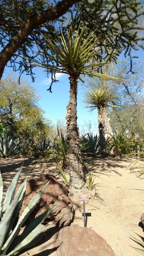 Yucca schidgeri plantplacesimage20161106_113250.jpg