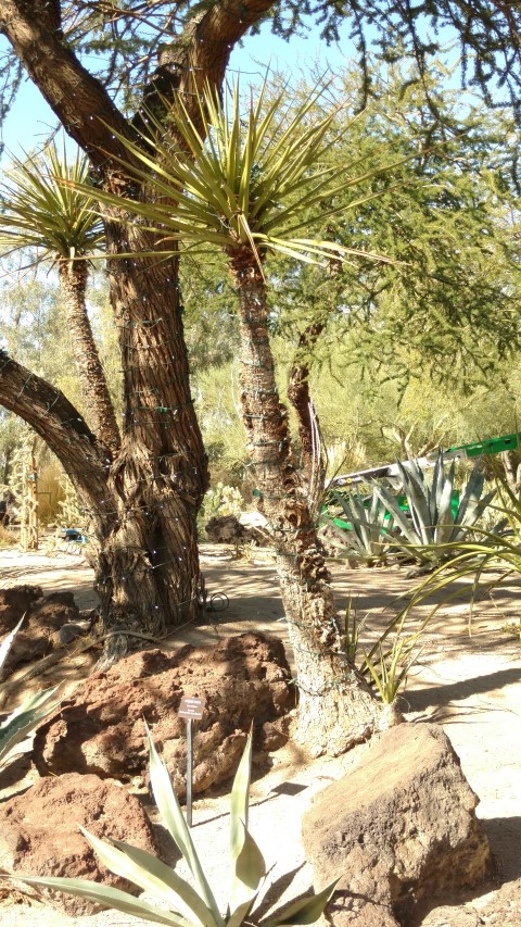 Yucca schidgeri plantplacesimage20161106_113312.jpg