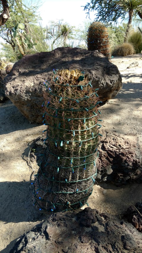 Ferocactus acanthodes plantplacesimage20161106_114155.jpg