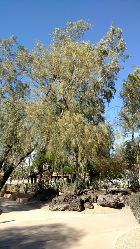Acacia stenophylla plantplacesimage20161106_114547.jpg