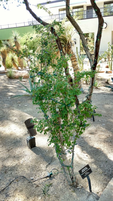 Bauhinia congestrum plantplacesimage20161106_114737.jpg