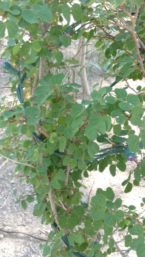 Bauhinia congestrum plantplacesimage20161106_114801.jpg