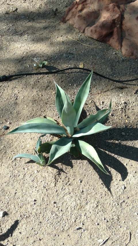 Agave aff. xylonacantha plantplacesimage20161106_115152.jpg