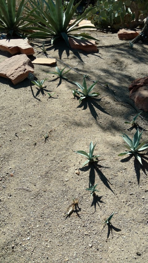 Agave aff. xylonacantha plantplacesimage20161106_115204.jpg