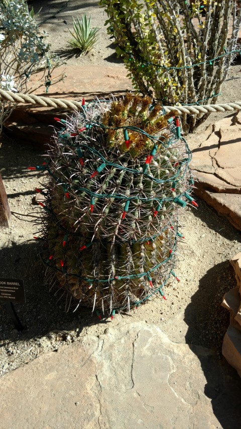 Ferocactus hamatacanthus plantplacesimage20161106_115307.jpg