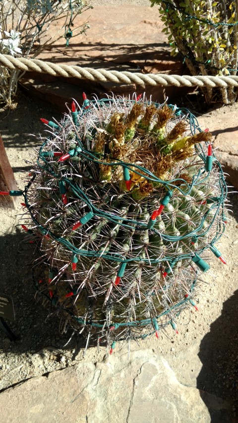 Ferocactus hamatacanthus plantplacesimage20161106_115320.jpg