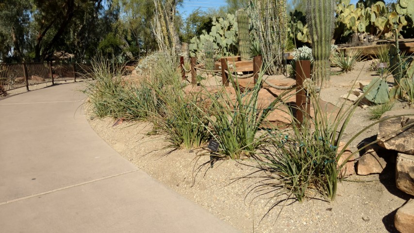 Hesperaloe parviflora plantplacesimage20161106_115521.jpg