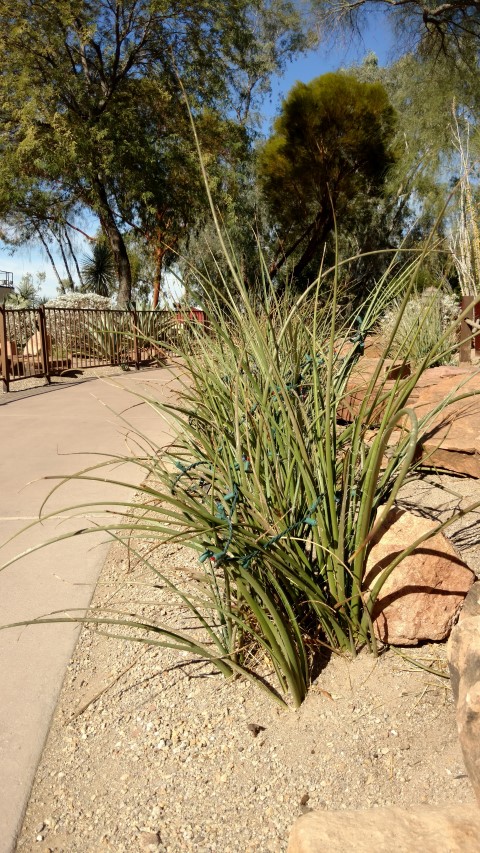 Hesperaloe parviflora plantplacesimage20161106_115558.jpg