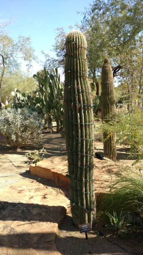 Carnegiea gigantea plantplacesimage20161106_115827.jpg