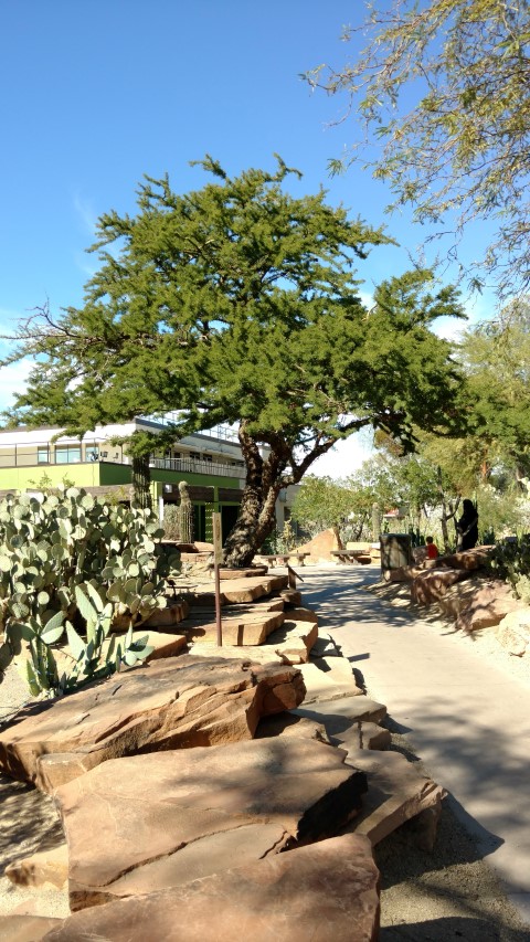 Acacia schaffneri plantplacesimage20161106_120242.jpg