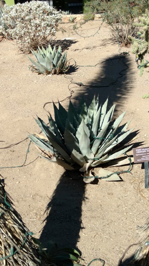 Agave parryi plantplacesimage20161106_121651.jpg