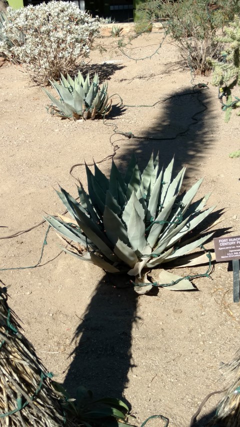 Agave parryi plantplacesimage20161106_121651.jpg