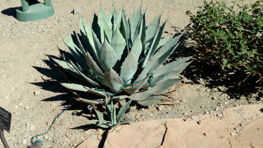 Agave parryi plantplacesimage20161106_121708.jpg