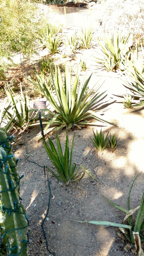 Agave lopantha plantplacesimage20161106_122144.jpg