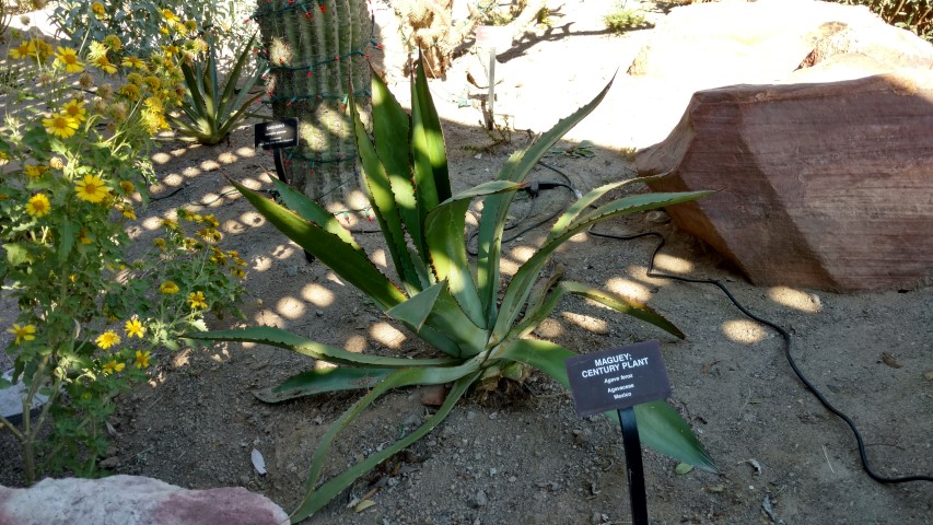 Agave ferox plantplacesimage20161106_122304.jpg