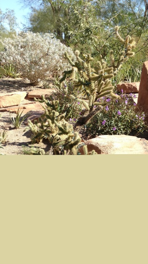 Opuntia fulgida plantplacesimage20161106_122408.jpg