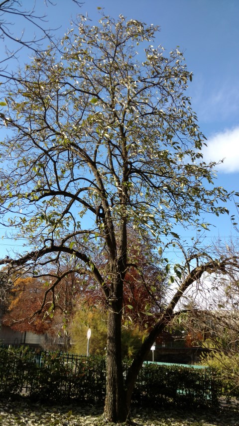 Ehretia dicksonii plantplacesimage20161120_123858.jpg