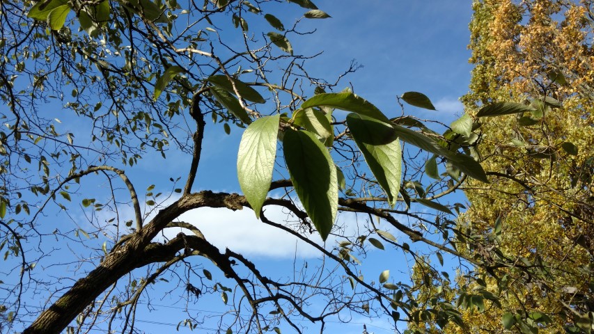 Ehretia dicksonii plantplacesimage20161120_123935.jpg