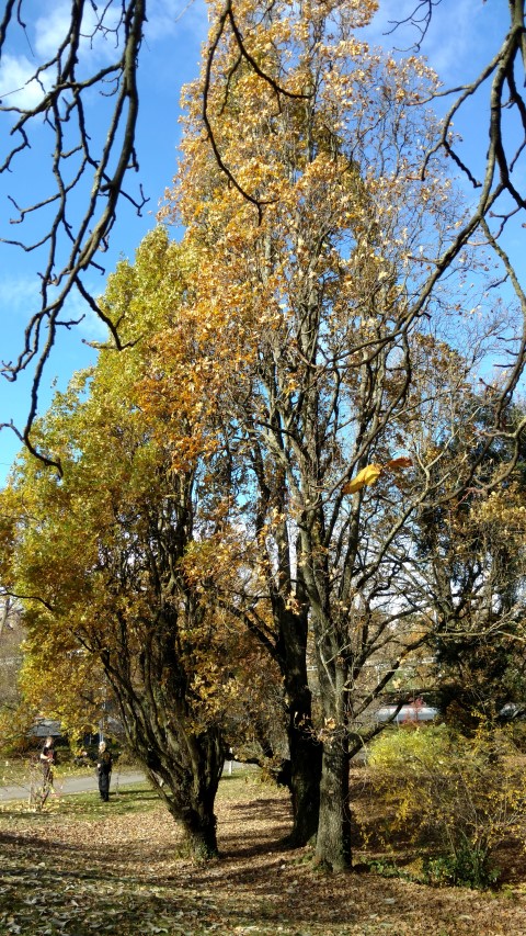 Quercus robur plantplacesimage20161120_124243.jpg