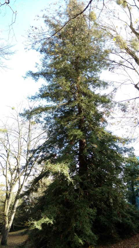 sequoia sempervirens plantplacesimage20161120_124649.jpg