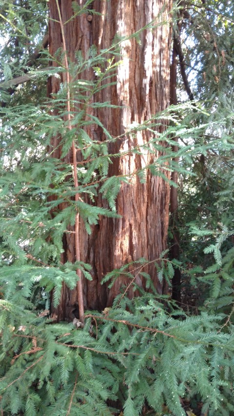 sequoia sempervirens plantplacesimage20161120_124726.jpg