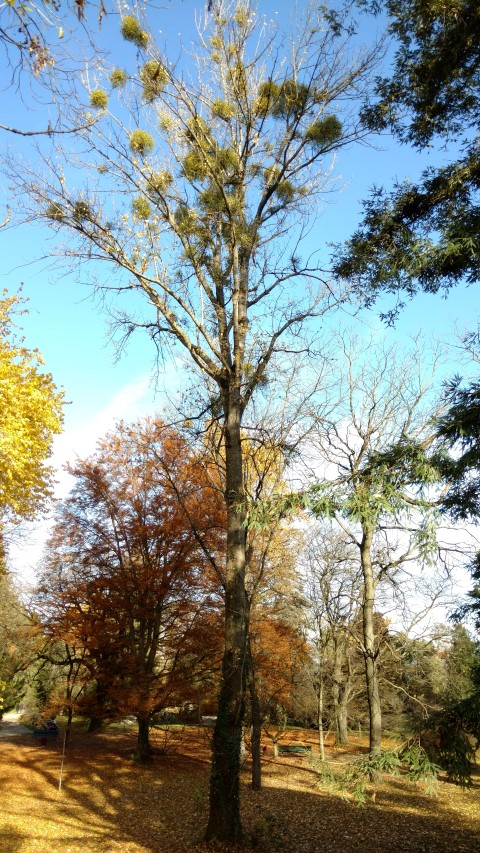 Populus trichocarpa plantplacesimage20161120_124842.jpg