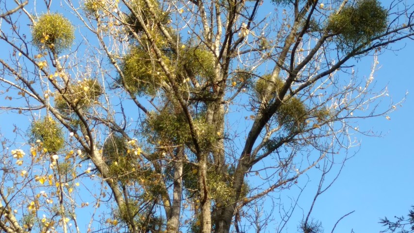 Populus trichocarpa plantplacesimage20161120_124912.jpg