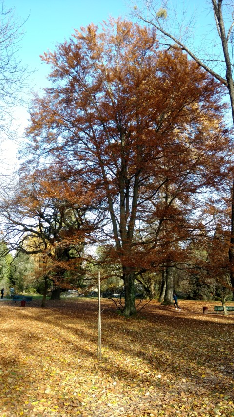 Fagus sylvatica plantplacesimage20161120_125410.jpg