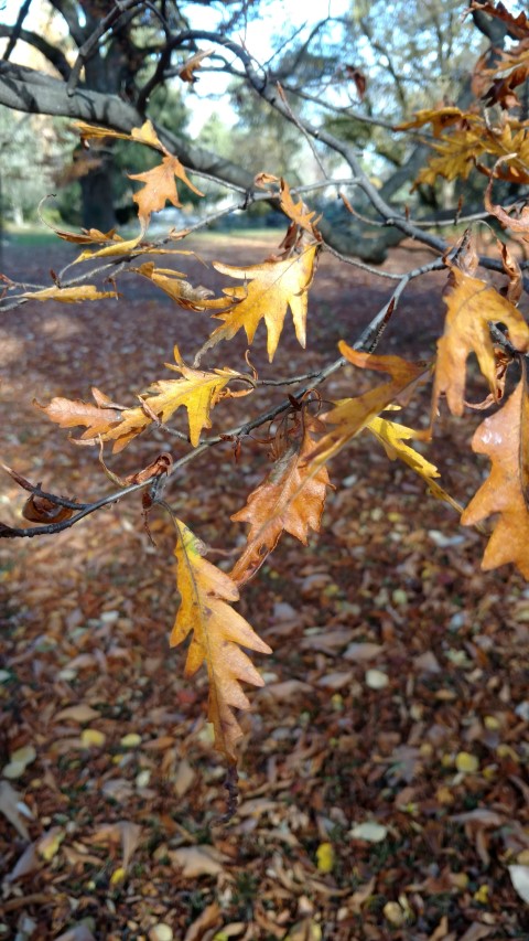 Fagus sylvatica plantplacesimage20161120_125435.jpg