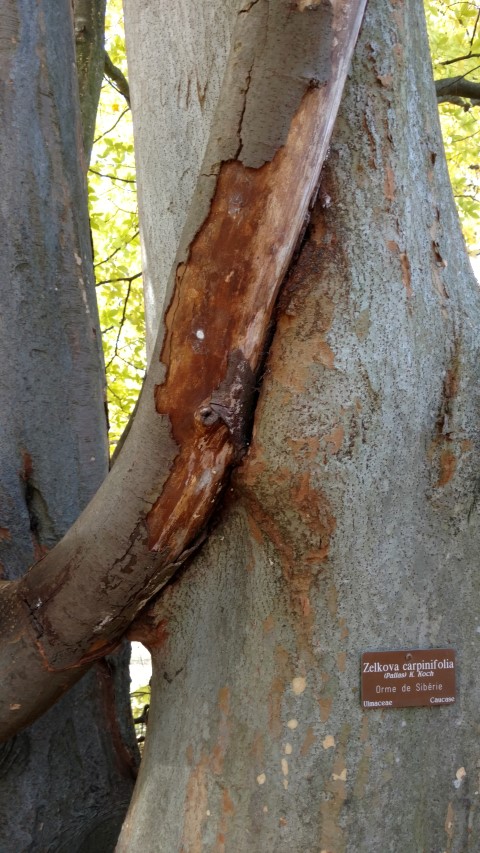 Zelkova carpinifolia plantplacesimage20161120_125612.jpg