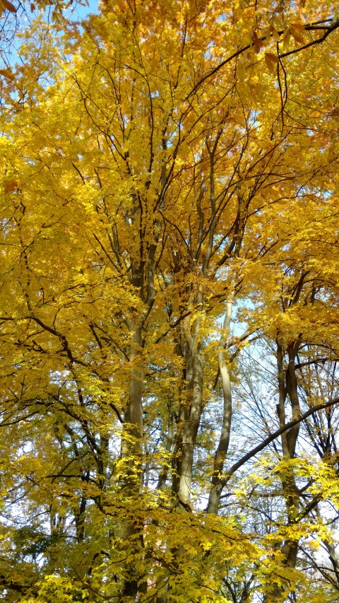 Zelkova carpinifolia plantplacesimage20161120_125649.jpg