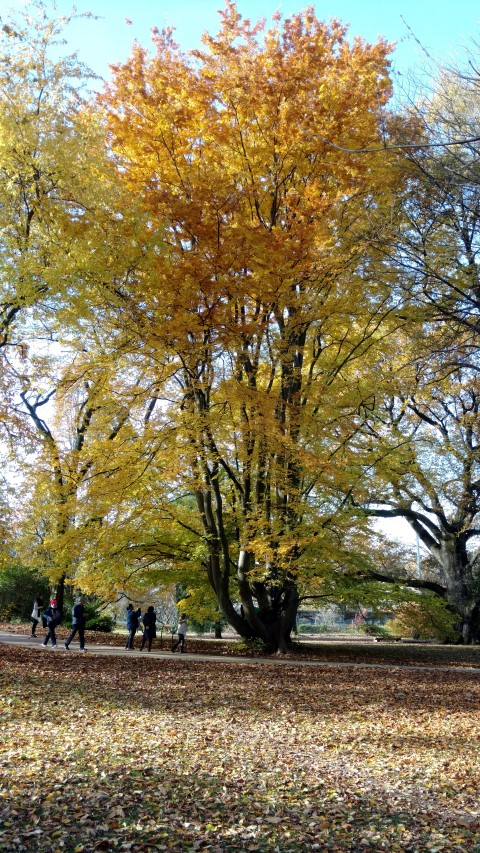 Zelkova carpinifolia plantplacesimage20161120_125823.jpg