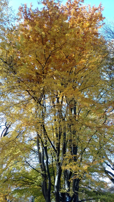 Zelkova carpinifolia plantplacesimage20161120_125841.jpg