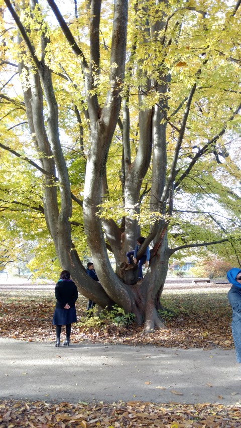 Zelkova carpinifolia plantplacesimage20161120_125857.jpg