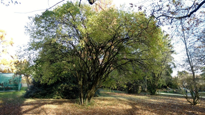 Acanthopanus wardii plantplacesimage20161120_130525.jpg