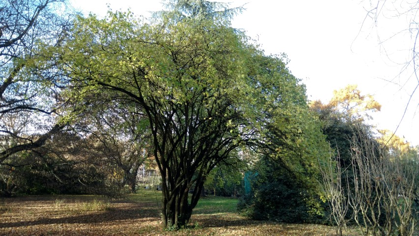 Acanthopanus wardii plantplacesimage20161120_130554.jpg