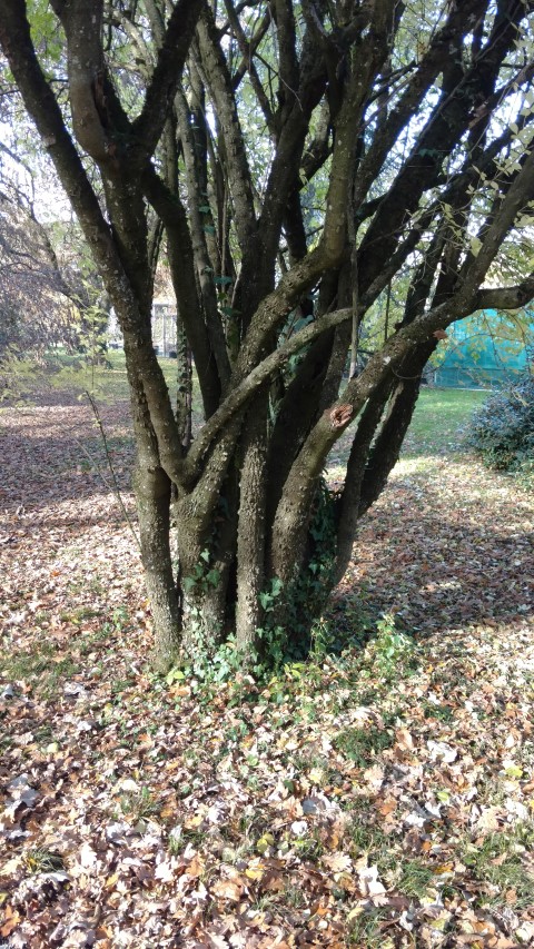 Acanthopanus wardii plantplacesimage20161120_130616.jpg