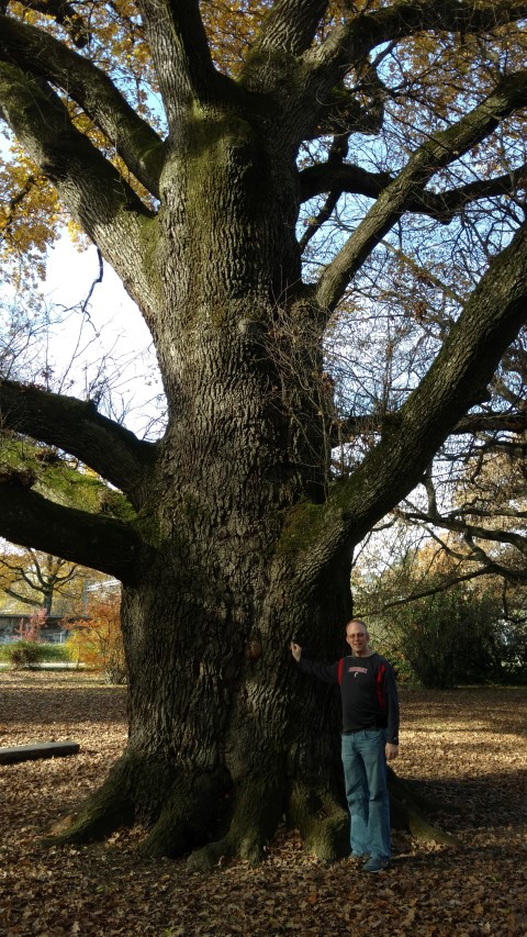 Quercus petraea plantplacesimage20161120_130743.jpg