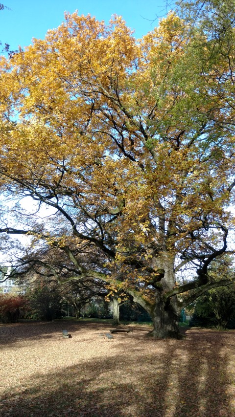 Quercus petraea plantplacesimage20161120_130854.jpg