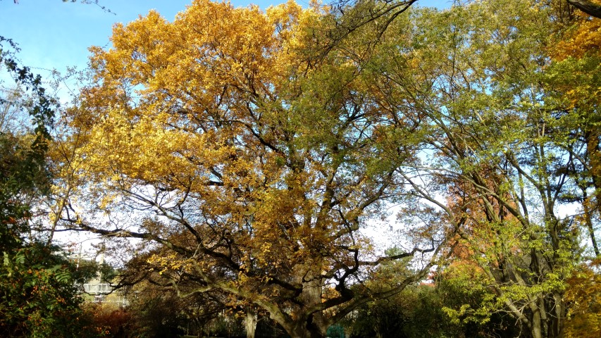 Quercus petraea plantplacesimage20161120_130911.jpg