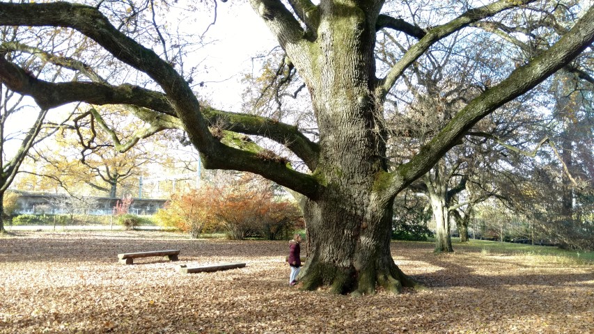 Quercus petraea plantplacesimage20161120_130957.jpg