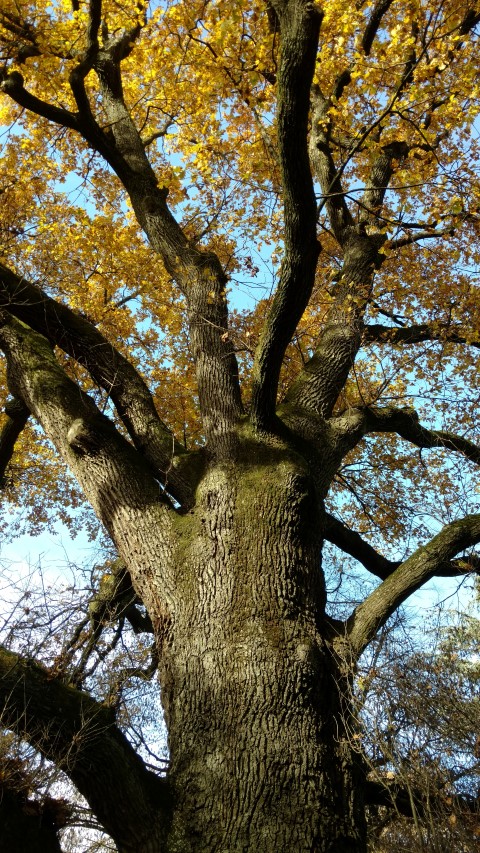 Quercus petraea plantplacesimage20161120_131015.jpg